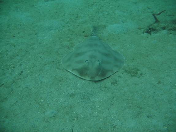 Uma arraia durante snorkel em San Blás, na costa do Panamá